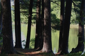Pines by Water